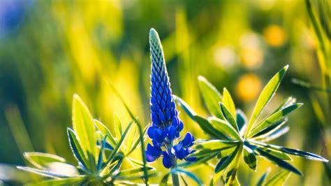 Download Wallpaper 1920x1080 Lupine Inflorescence Leaves Flowers
