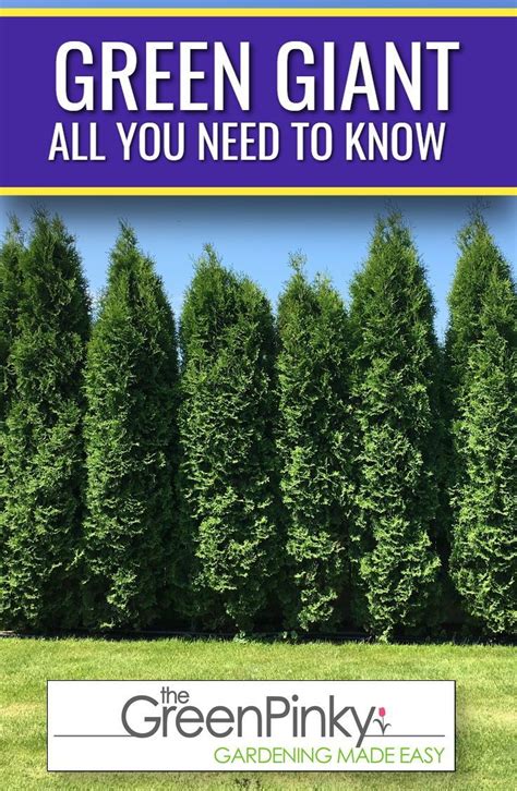 Fast Growing Privacy Shrubs Shrubs For Privacy Fast Growing