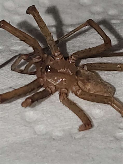 Need Help Identifying Spider Info In Comments Rspiders