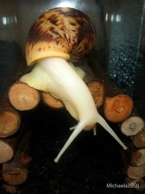 Rocket The Albino Giant African Land Snail By Michaela Redbubble
