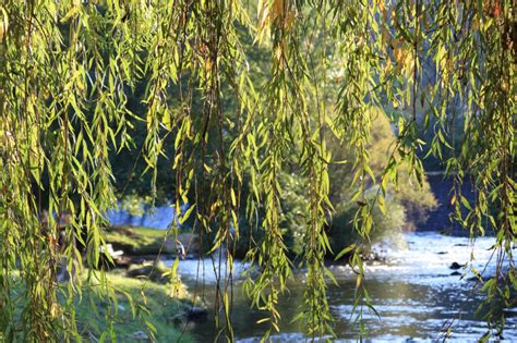 Weeping Willow The Tree Of Romance • Arbor Day Blog Fast Growing