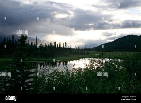 Boreal Forest Evening Stock Photo Alamy