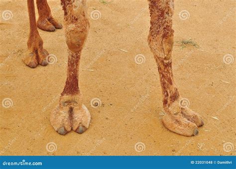 Pés Do Camelo Foto De Stock Imagem De Camelo Animal 22031048