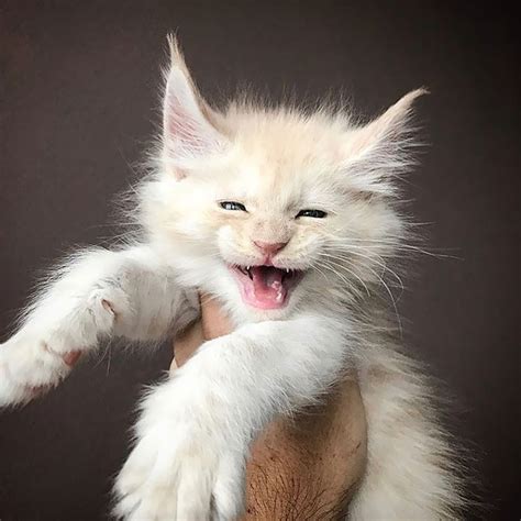 25 Adorable Maine Coon Kittens That Truly Are Giants In Waiting The
