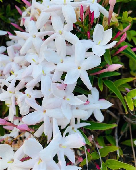 Pink Jasmine Flower Care Guide Meaning And Uses Plants Craze