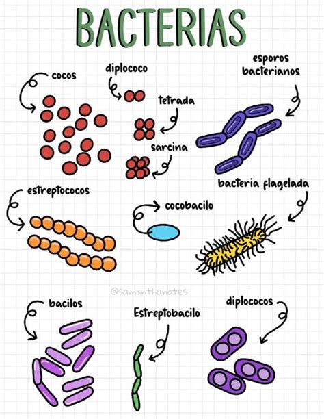 Cuadro De Bacterias Apuntes Nombre Morfologia Gram Images The Best