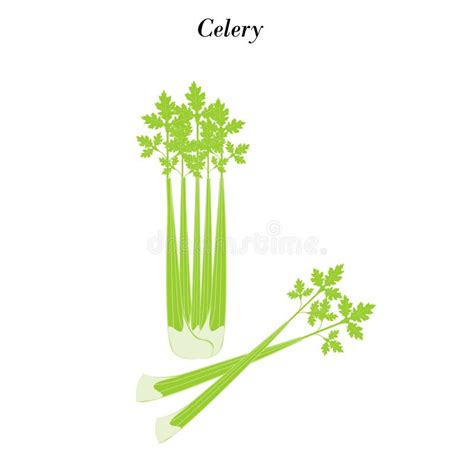 Celery Vegetable Illustration Stock Vector Illustration Of Health