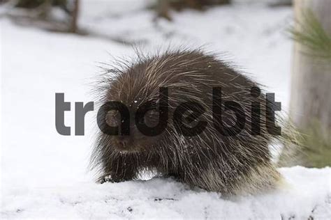 Porcupine Walking On A Log In Winter Download People