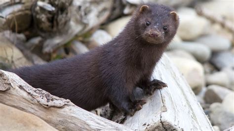 In the wild, mink are small, discreet, and most often nocturnal, and they live in close proximity to water. Animal Justice - P.E.I. Ignores Calls to Restrict Fur Trapping, Extends Season Instead