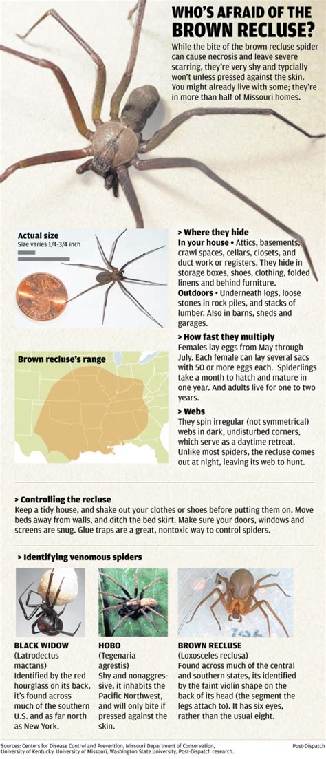 Graphic All About The Brown Recluse Spider News