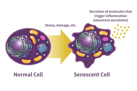 Does Cellular Senescence Hold Secrets For Healthier Aging National