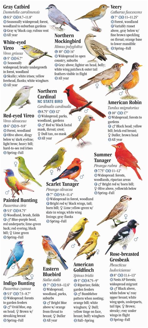 Georgia Birds Identification Chart