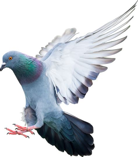 Pigeon Flying Png