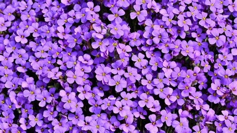 Purple Flowers Background 5k Hd Flowers 4k Wallpapers Images
