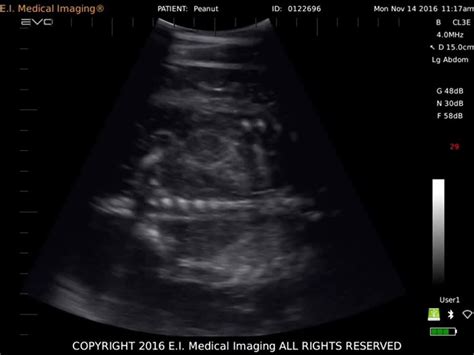 Equine Fetal Development Stages Fetal Development Equines Animal