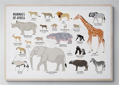 Mammals Of Africa Poster Etsy