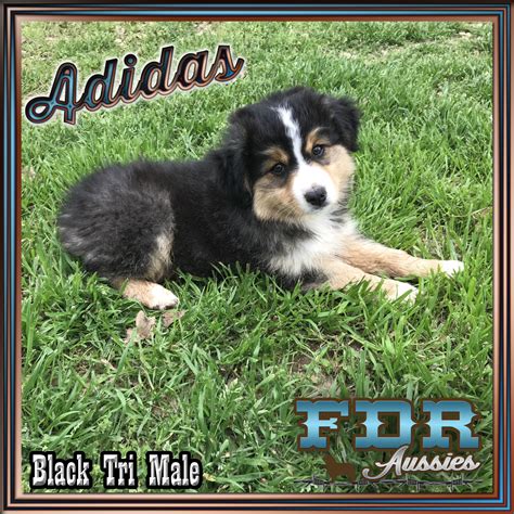 Check out our french bulldog puppies, siberian husky & other breeds. Miniature Australian Shepherd Puppies For Sale | Dallas ...