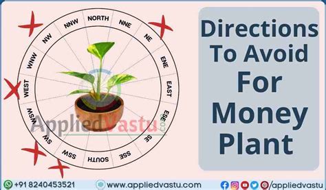 Vastu For Money Plant And Its Placement And Tips By Appliedvastu