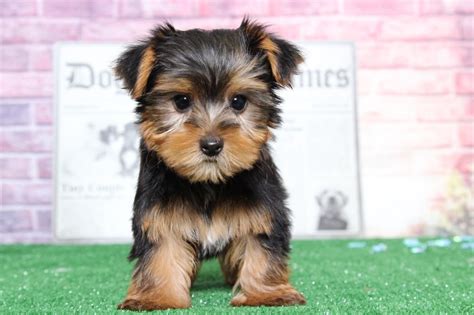 Find dogs and puppies from maryland breeders. Boss - Tiny Teacup Cute Male Yorkie Puppy - Maryland ...