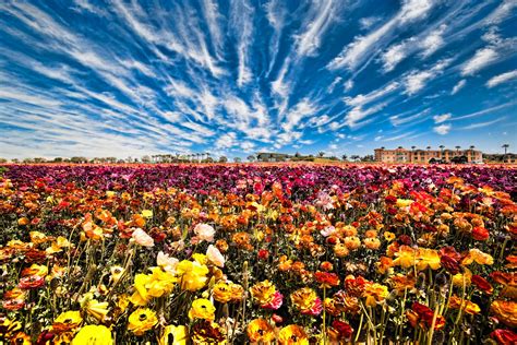 2023 Season At The Flower Fields At Carlsbad Ca Tickets See Tickets
