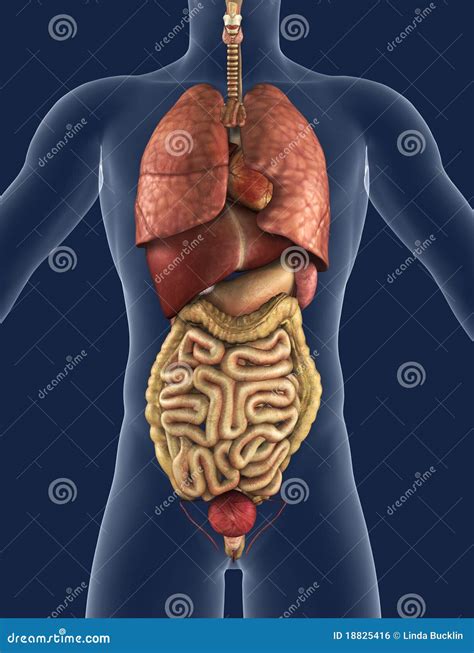 Anatomy Of Internal Organs Maps
