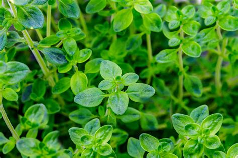 10 Best Herbs For A Drought Garden