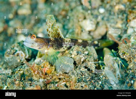 Monster Shrimpgoby Tomiyamichthys Oni And Snapping Shrimp Alpheus Sp