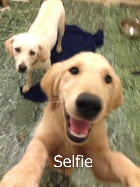 Funny Dog Selfie