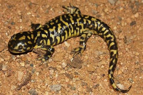 La Salamandra Tigre O Ambystoma Tigrinum Es Uno De Los Anfibios M S