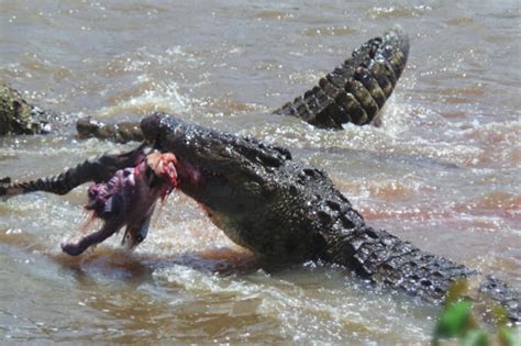 Barefield asks judge to vacate murder conviction, grant new trial. Under siege: Who is killing Crocodiles in Tana River?