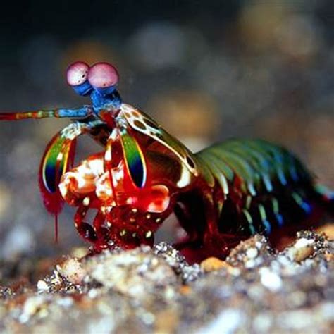 The Peacock Mantis Shrimp Natures Badass