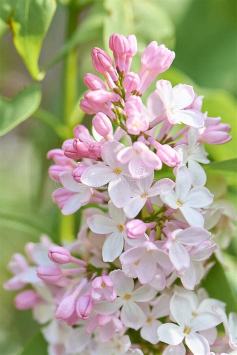 Fragrant Spring Lilac Flowers In The Springtime Garden Stock Image