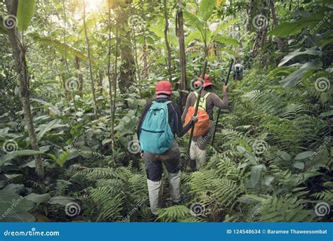 Group Of Trekking In Rainforest Jungle Adventure And Explorer Stock