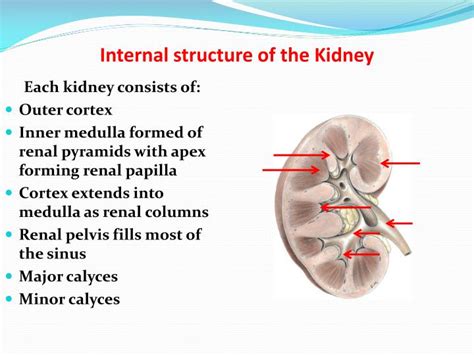 Ppt Anatomy Of The Kidney And Ureter Powerpoint Presentation Id2240729