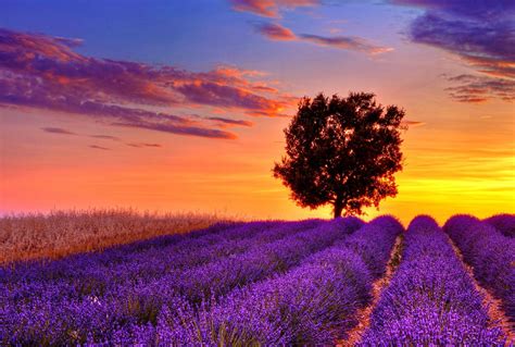 Sunset Over Lavender Field Lavender Fields Lavender Fields Provence