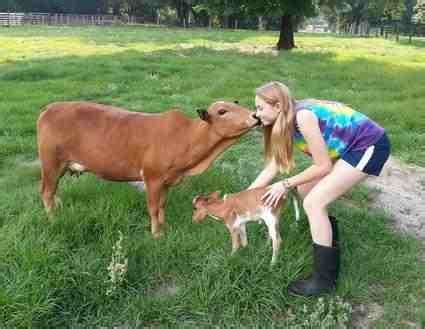 They are one of the world's most popular pets and make great companions. Mini cows | Mini cows, Miniature cattle, Miniature cows