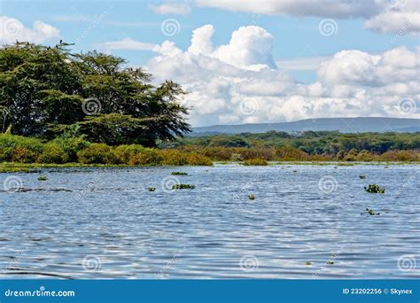 El Lago Naivasha Foto De Archivo Imagen De Acacia Yermo 23202256