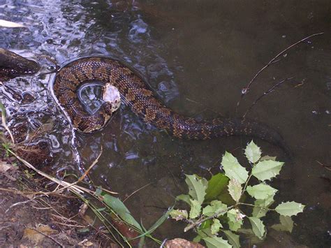 Free Picture Water Moccasin Cottonmouth Venomous Snake