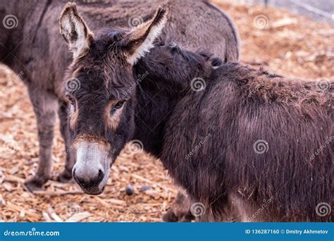 Portrait Of Donkey Looking Back With His Head Turned Left Stock Photo