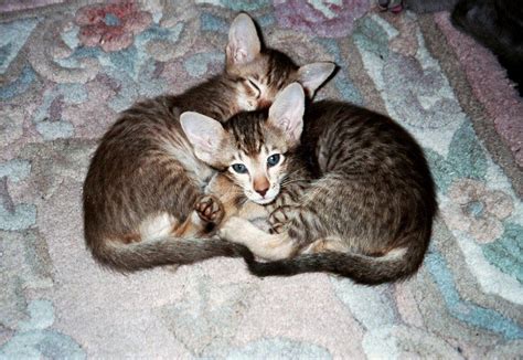 Oriental Longhair Cat Info Temperament Care Training Pictures