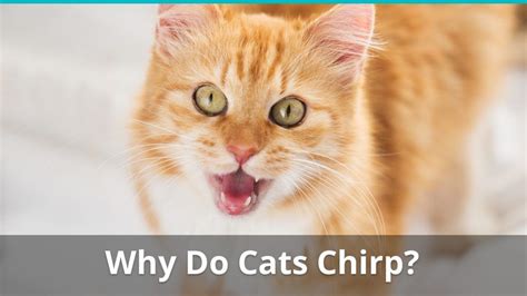 Why Do Cats Chirp What Does It Mean When My Cat Is Chirping At Me