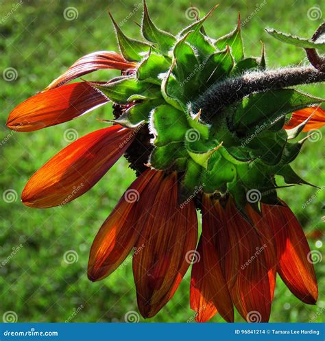 Unusual Sunflower Or Helianthus Drooping Red Sunflower Stock Photo