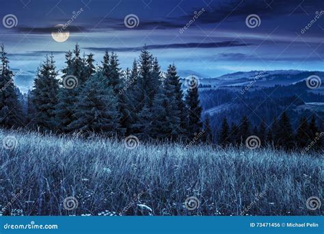 Large Meadow With Herbs Trees In Mountain Area At Night Stock Photo