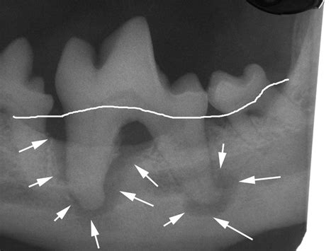 Dog And Cat Jaw Fractures In Bozeman Mt Montana Pet Dentistry