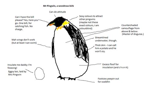 Why Can T Penguins Fly Anymore Cloudshareinfo
