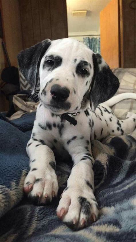 The dalmatian puppies comprise the vast majority of the titular characters of one hundred and one dalmatians and related media. 1168 best images about ♥ Dalmatians ° ° on Pinterest