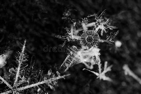 Extreme Closeup Of Natural Snowflakes Stock Image Image Of Crystal