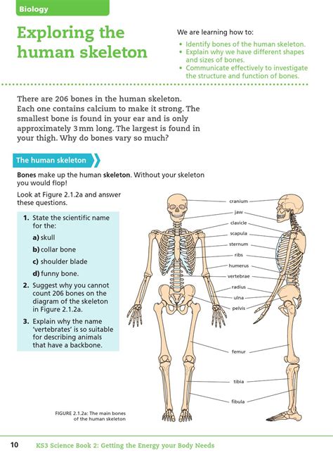 When the water is too hot, you quickly lift up your leg. Key Stage Three Science: Student Book 2 by Collins - Issuu