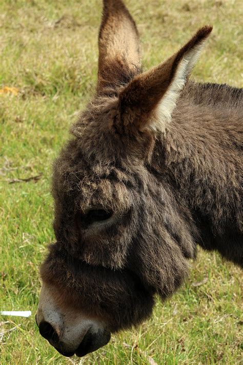 Donkey Head Photograph By Robert Hamm Pixels