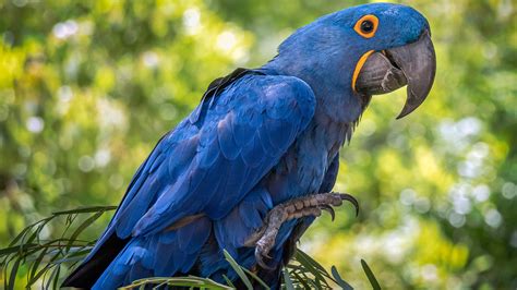 Hyacinth Macaw Perched On Top Of Green Branch Hd Animals Wallpapers
